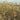 JTT Scenery Products Wheat 1" High, 120 Pcs